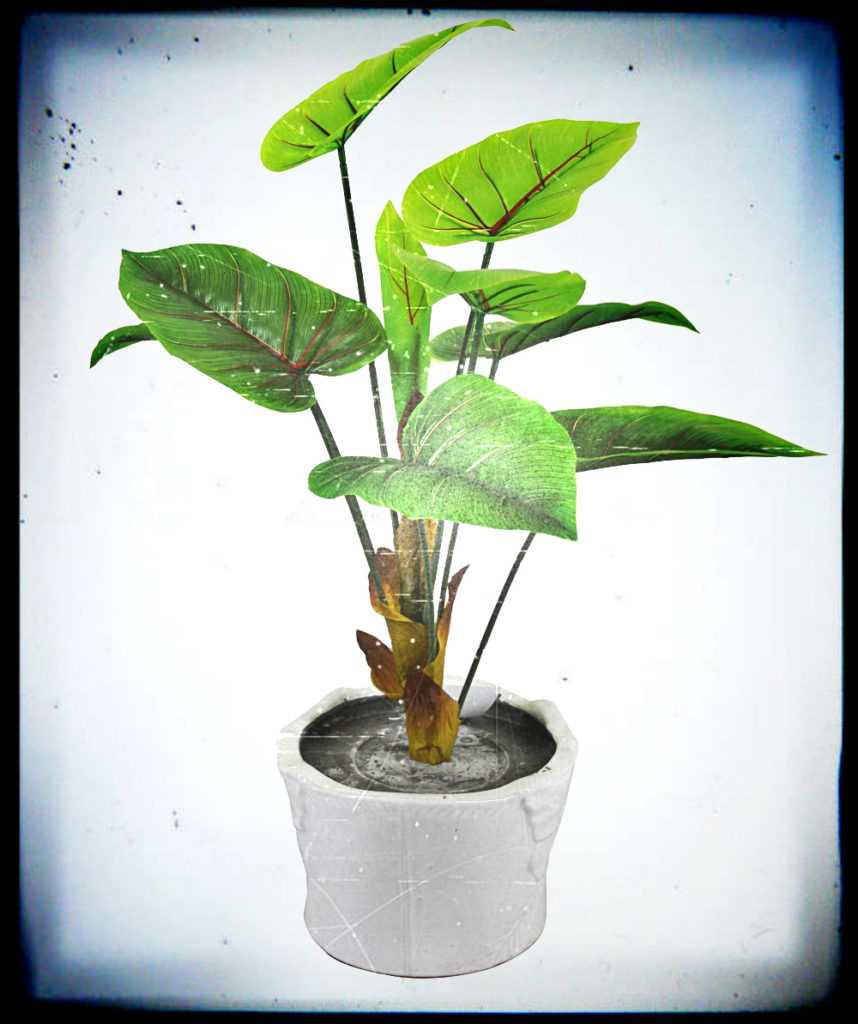 Scherzi matrimonio, scherzo pollice verde